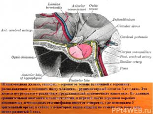 Шишковидная железа, гипофиз, - сероватое тельце величиной с горошину, расположен