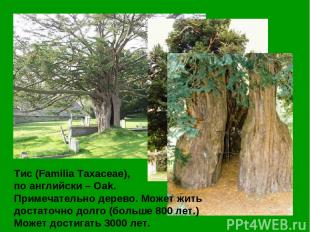Тис (Familia Taxaceae), по английски – Oak. Примечательно дерево. Может жить дос