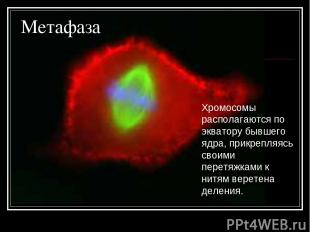 Метафаза Хромосомы располагаются по экватору бывшего ядра, прикрепляясь своими п