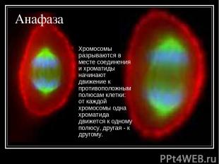 Анафаза Хромосомы разрываются в месте соединения и хроматиды начинают движение к