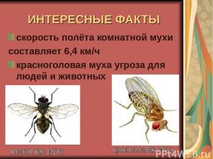 ИНТЕРЕСНЫЕ ФАКТЫ скорость полёта комнатной мухи составляет 6,4 км/ч красноголова