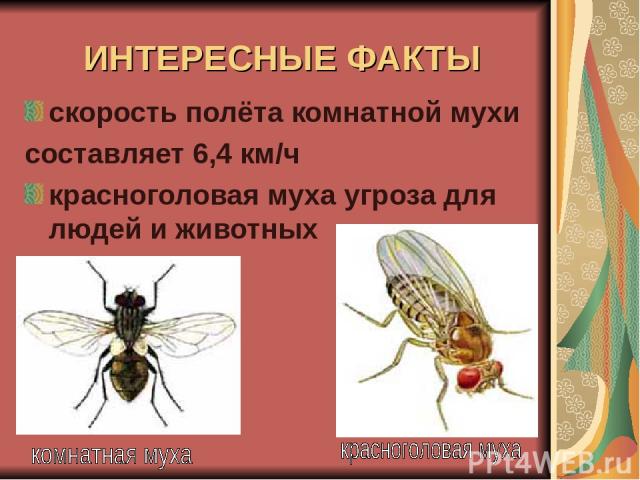 ИНТЕРЕСНЫЕ ФАКТЫ скорость полёта комнатной мухи составляет 6,4 км/ч красноголовая муха угроза для людей и животных