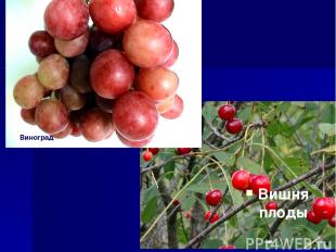 Вишня плоды Виноград