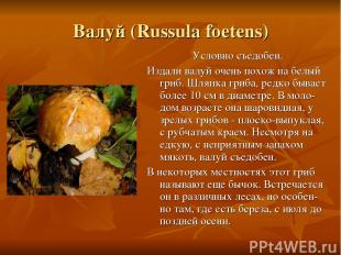 Валуй (Russula foetens) Условно съедобен. Издали валуй очень похож на белый гриб