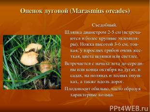 Опенок луговой (Marasmius oreades) Съедобный. Шляпка диаметром 2-5 см (встреча-ю