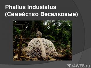 Phallus Indusiatus (Семейство Веселковые)