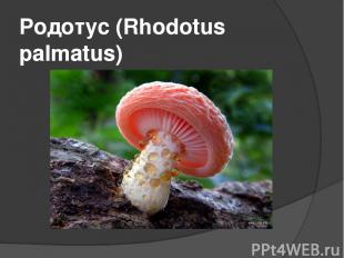 Родотус (Rhodotus palmatus)