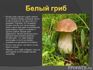 Белый гриб считают царём грибов из-за внушительных размеров, вкусу и питательнос