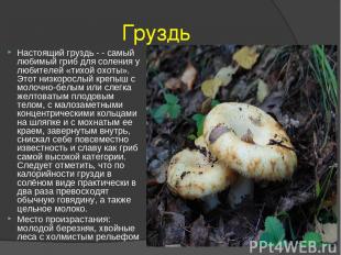 Груздь Настоящий груздь - - самый любимый гриб для соления у любителей «тихой ох