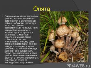 Опята Опенок относится к массовым грибам, хотя он чаще всего встречается в более