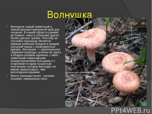 Волнушка Волнушка самый известный и самый распространенный гриб для соления. В н