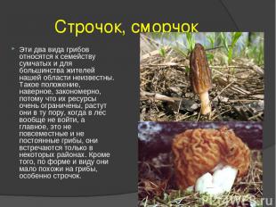 Строчок, сморчок Эти два вида грибов относятся к семейству сумчатых и для больши