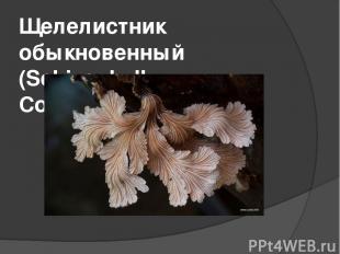Щелелистник обыкновенный (Schizophyllum Commune)