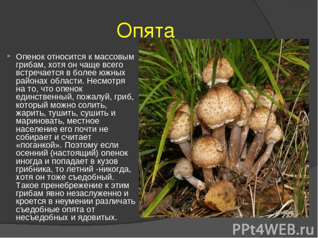 Опята Опенок относится к массовым грибам, хотя он чаще всего встречается в более южных районах области. Несмотря на то, что опенок единственный, пожалуй, гриб, который можно солить, жарить, тушить, сушить и мариновать, местное население его почти не…