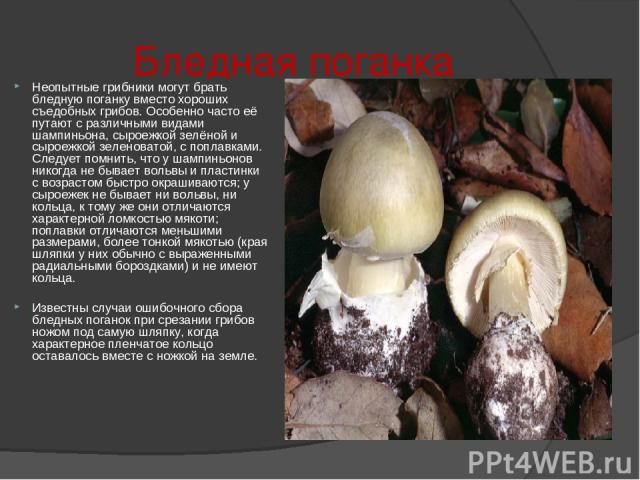 Бледная поганка Неопытные грибники могут брать бледную поганку вместо хороших съедобных грибов. Особенно часто её путают с различными видами шампиньона, сыроежкой зелёной и сыроежкой зеленоватой, с поплавками. Следует помнить, что у шампиньонов нико…