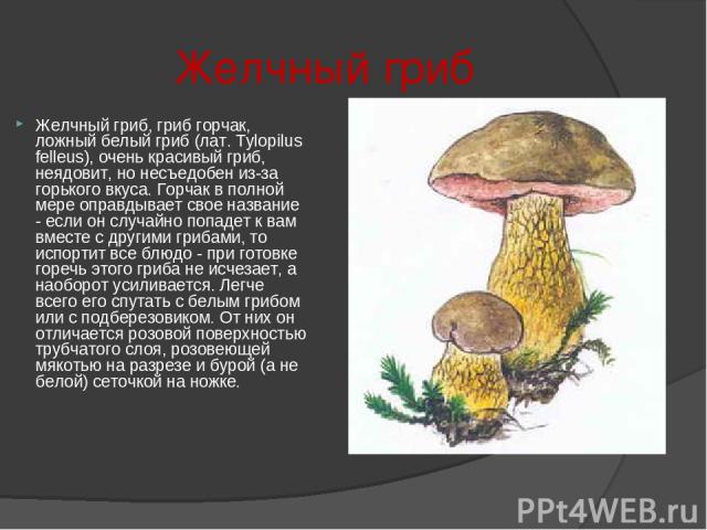 Желчный гриб Желчный гриб, гриб горчак, ложный белый гриб (лат. Tylopilus felleus), очень красивый гриб, неядовит, но несъедобен из-за горького вкуса. Горчак в полной мере оправдывает свое название - если он случайно попадет к вам вместе с другими г…