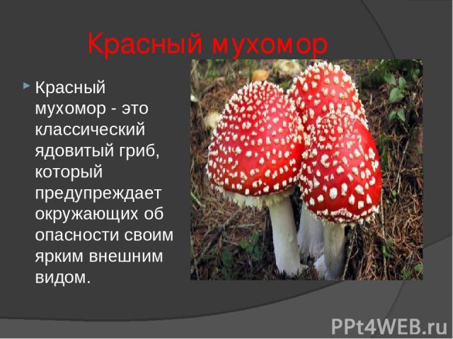 Красный мухомор Красный мухомор - это классический ядовитый гриб, который предупреждает окружающих об опасности своим ярким внешним видом.