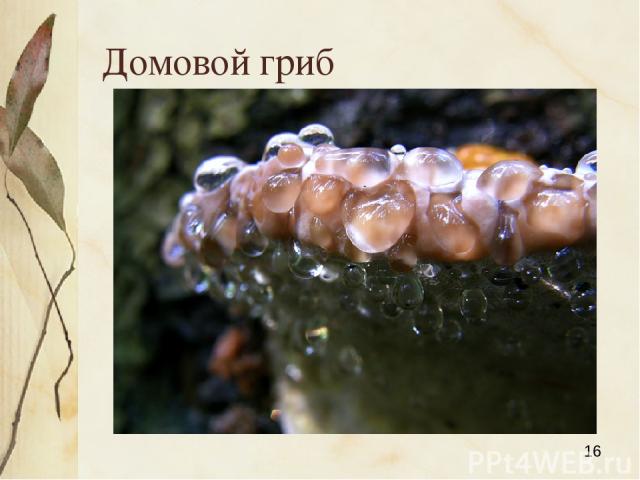Домовой гриб Яковлева Л.А.