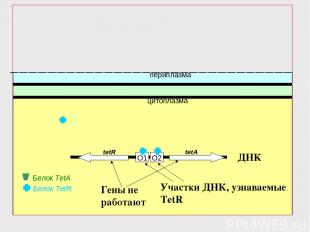 O2 O1 Белок TetR периплазма цитоплазма tetR tetA Белок TetA ДНК Гены не работают