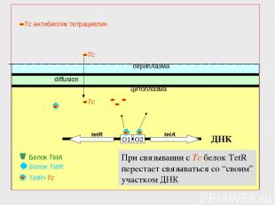 O2 O1 Белок TetR периплазма цитоплазма tetR tetA diffusion TetR+Tc Белок TetA ДН