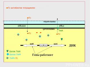 O2 O1 Белок TetR периплазма цитоплазма tetR tetA diffusion TetR+Tc Белок TetA ДН