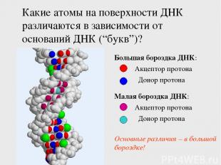 Какие атомы на поверхности ДНК различаются в зависимости от оснований ДНК (“букв