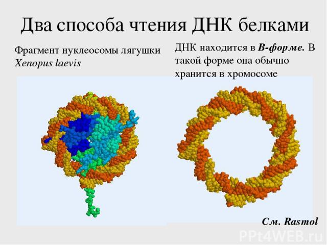 Два способа чтения ДНК белками Фрагмент нуклеосомы лягушки Xenopus laevis См. Rasmol ДНК находится в B-форме. В такой форме она обычно хранится в хромосоме