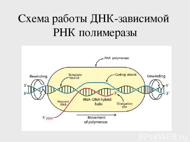 Схема работы ДНК-зависимой РНК полимеразы