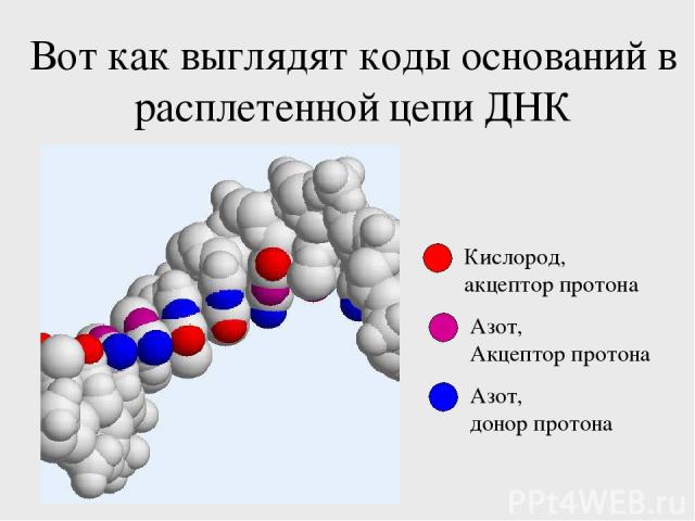 Вот как выглядят коды оснований в расплетенной цепи ДНК Кислород, акцептор протона Азот, донор протона Азот, Акцептор протона