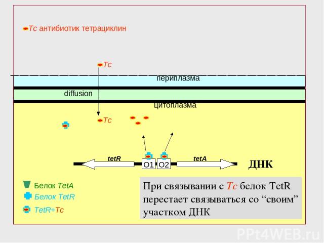O2 O1 Белок TetR периплазма цитоплазма tetR tetA diffusion TetR+Tc Белок TetA ДНК При связывании с Tc белок TetR перестает связываться со “своим” участком ДНК
