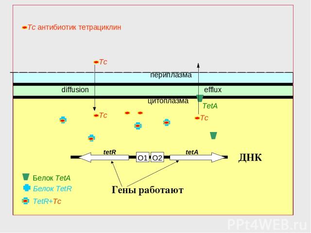 O2 O1 Белок TetR периплазма цитоплазма tetR tetA diffusion TetR+Tc Белок TetA ДНК Гены работают