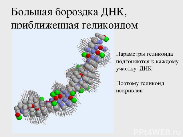 Большая бороздка ДНК, приближенная геликоидом Параметры геликоида подгоняются к каждому участку ДНК. Поэтому геликоид искривлен