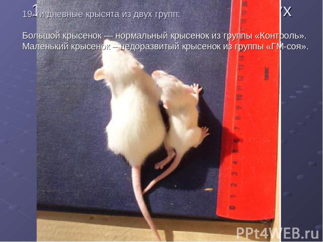 19-ти дневные крысята из двух групп: 19-ти дневные крысята из двух групп: Большой крысенок — нормальный крысенок из группы «Контроль». Маленький крысенок – недоразвитый крысенок из группы «ГМ-соя».