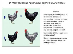 Задача: При скрещивании курицы с полосатой окраской оперения с черным петухом в