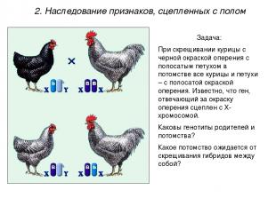 Задача: При скрещивании курицы с черной окраской оперения с полосатым петухом в