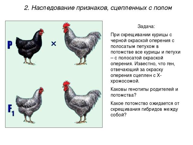 Задача: При скрещивании курицы с черной окраской оперения с полосатым петухом в потомстве все курицы и петухи – с полосатой окраской оперения. Известно, что ген, отвечающий за окраску оперения сцеплен с Х-хромосомой. Каковы генотипы родителей и пото…