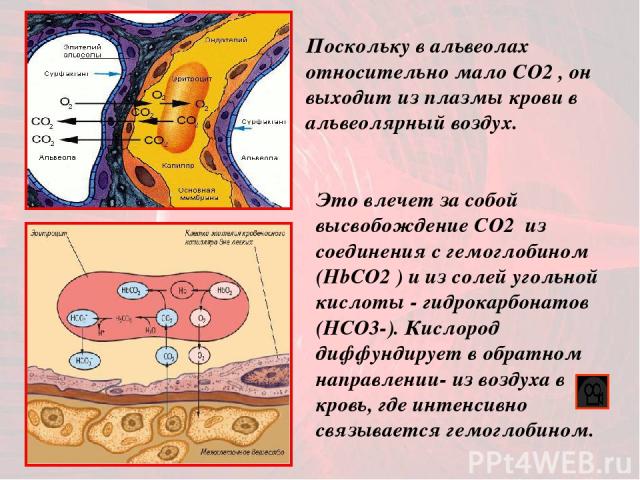 Это влечет за собой высвобождение CO2 из соединения с гемоглобином (HbСO2 ) и из солей угольной кислоты - гидрокарбонатов (НСО3-). Кислород диффундирует в обратном направлении- из воздуха в кровь, где интенсивно связывается гемоглобином. Поскольку в…