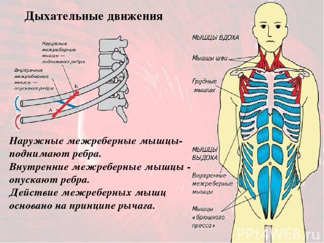 Наружные межреберные мышцы- поднимают ребра. Внутренние межреберные мышцы - опускают ребра. Действие межреберных мышц основано на принципе рычага. Дыхательные движения