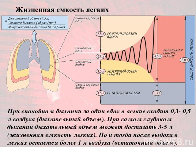 При спокойном дыхании за один вдох в легкие входит 0,3- 0,5 л воздуха (дыхательный объем). При самом глубоком дыхании дыхательный объем может достигать 3-5 л (жизненная емкость легких). Но и тогда после выдоха в легких остается более 1 л воздуха (ос…