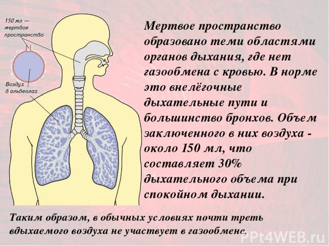 Мертвое пространство образовано теми областями органов дыхания, где нет газообмена с кровью. В норме это внелёгочные дыхательные пути и большинство бронхов. Объем заключенного в них воздуха - около 150 мл, что составляет 30% дыхательного объема при …