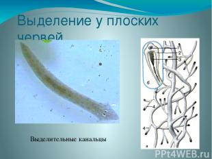 Выделение у плоских червей Выделительные канальцы
