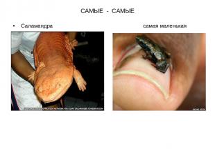 САМЫЕ - САМЫЕ Саламандра самая маленькая