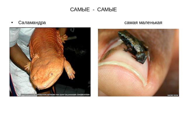 САМЫЕ - САМЫЕ Саламандра самая маленькая