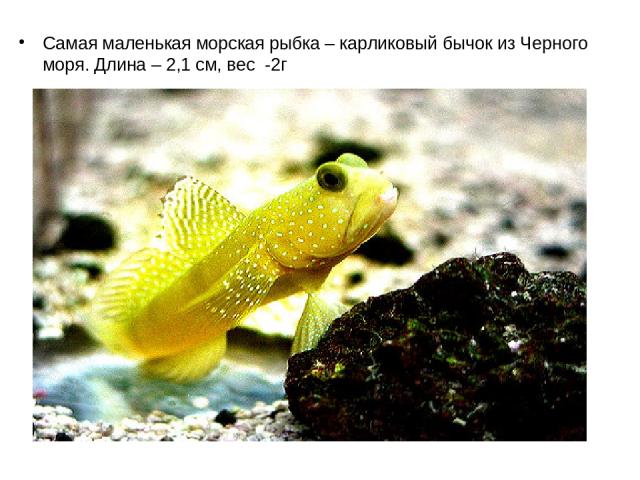 Самая маленькая морская рыбка – карликовый бычок из Черного моря. Длина – 2,1 см, вес -2г