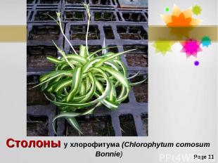 Столоны у хлорофитума (Chlorophytum comosum Bonnie) Page *
