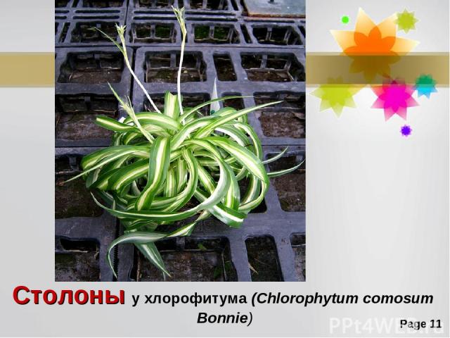 Столоны у хлорофитума (Chlorophytum comosum Bonnie) Page *