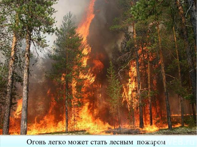 Огонь легко может стать лесным пожаром