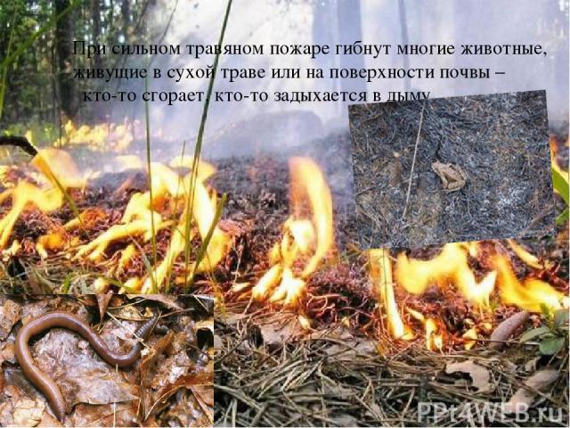 При сильном травяном пожаре гибнут многие животные, живущие в сухой траве или на поверхности почвы – кто-то сгорает, кто-то задыхается в дыму.