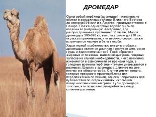ДРОМЕДАР Одногорбый верблюд [дромедар] - изначально обитал в засушливых районах
