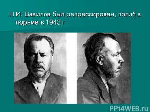 Н.И. Вавилов был репрессирован, погиб в тюрьме в 1943 г.